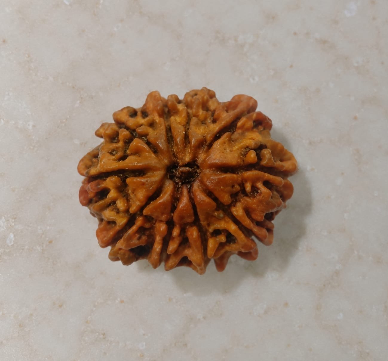 10 Mukhi Rudraksha