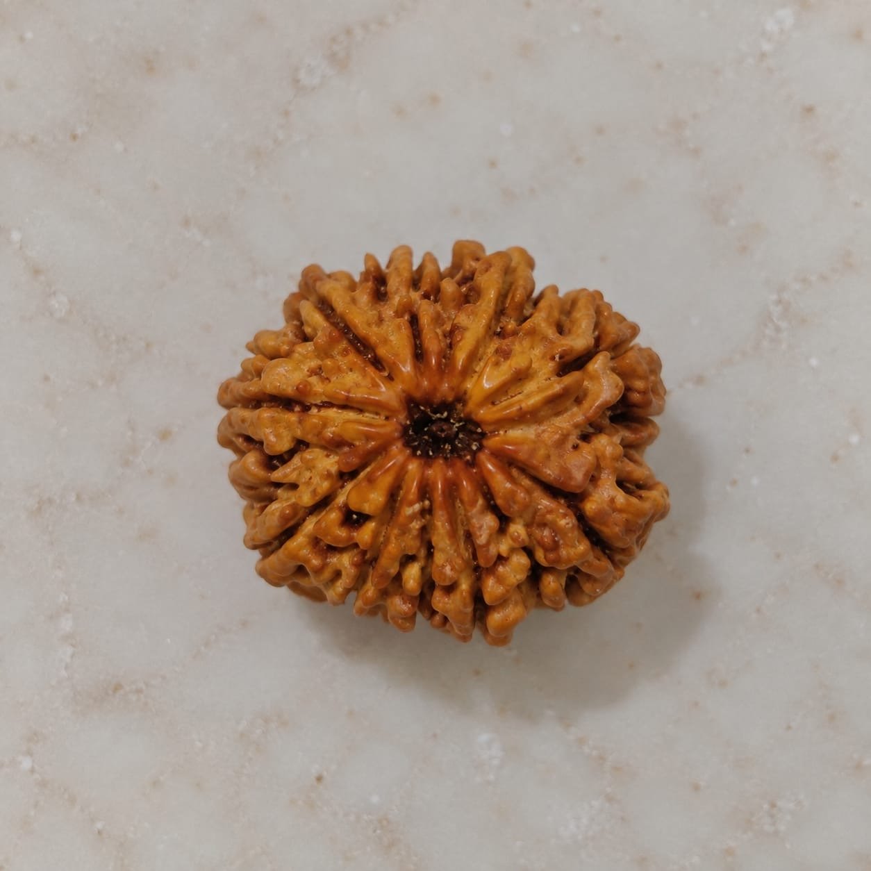 11 Mukhi Rudraksha