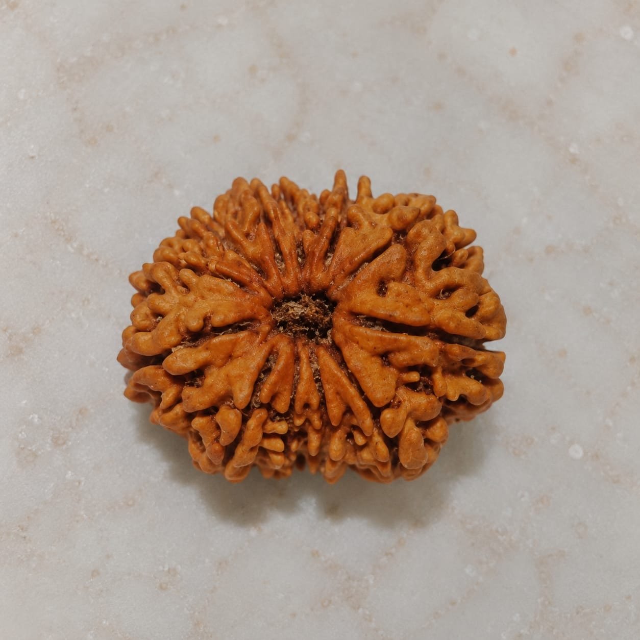12 Mukhi Rudraksha