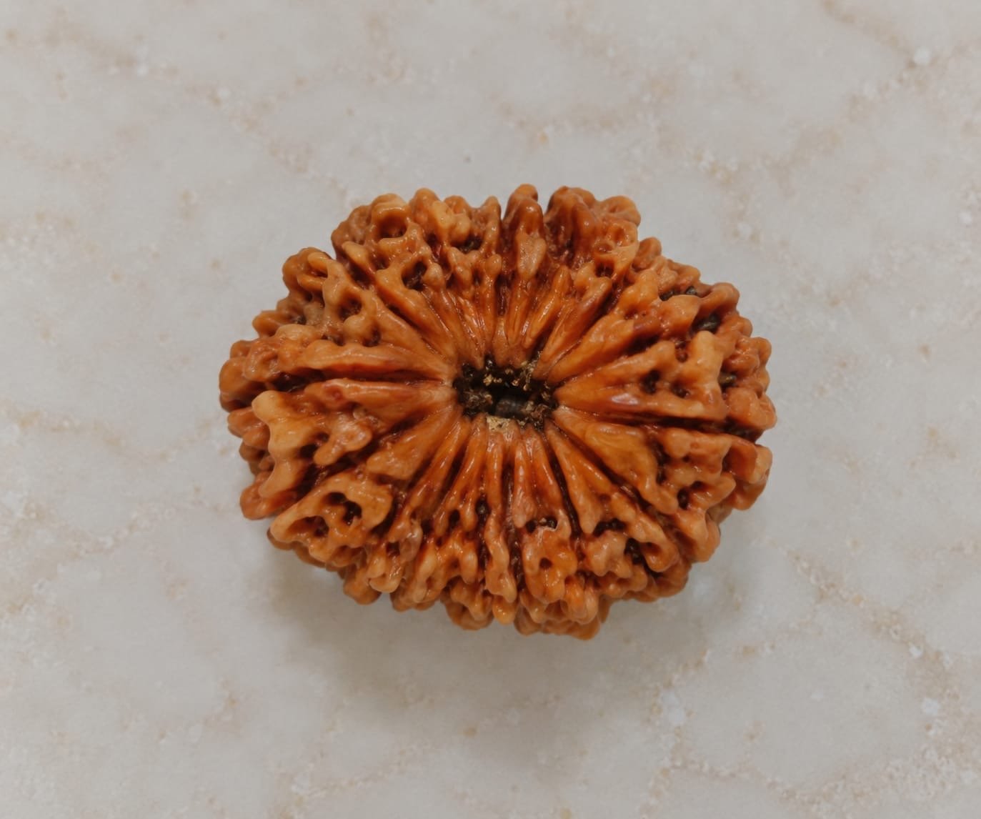 13 Mukhi Rudraksha