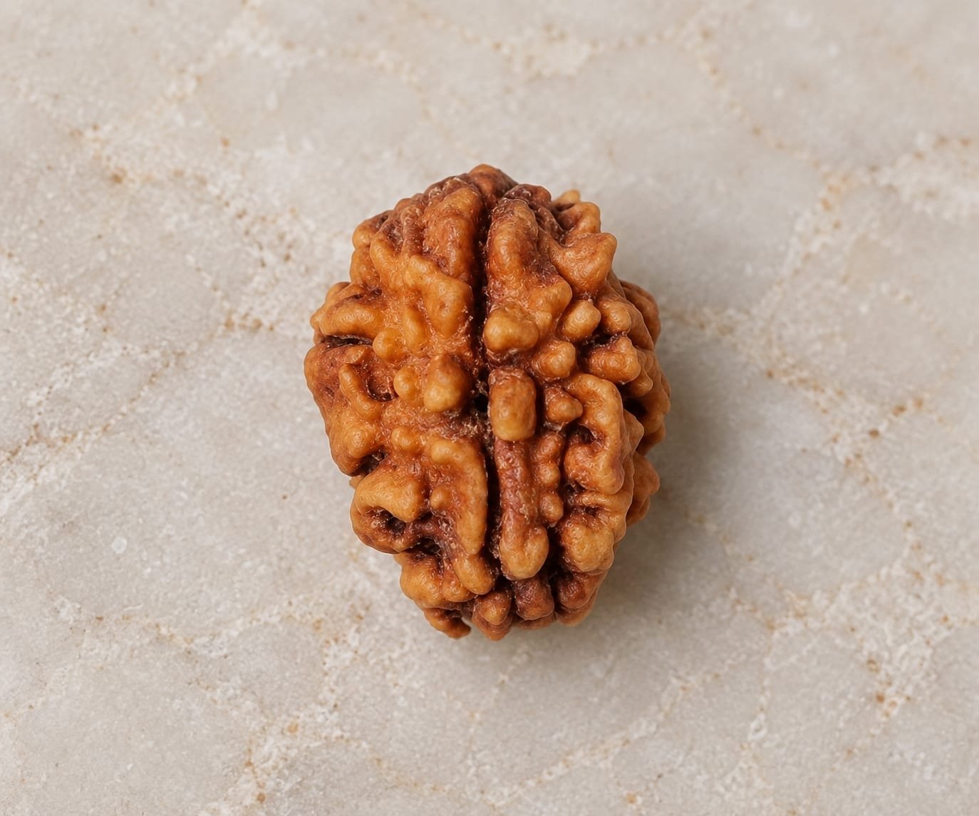 2 Mukhi Rudraksha
