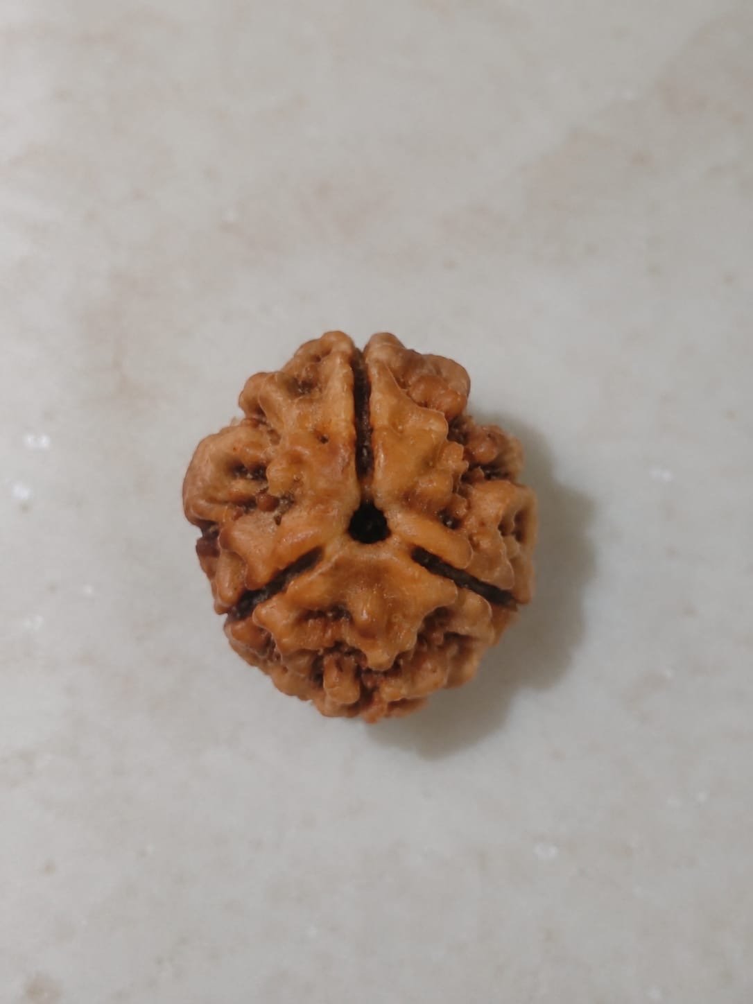 3 Mukhi Rudraksha