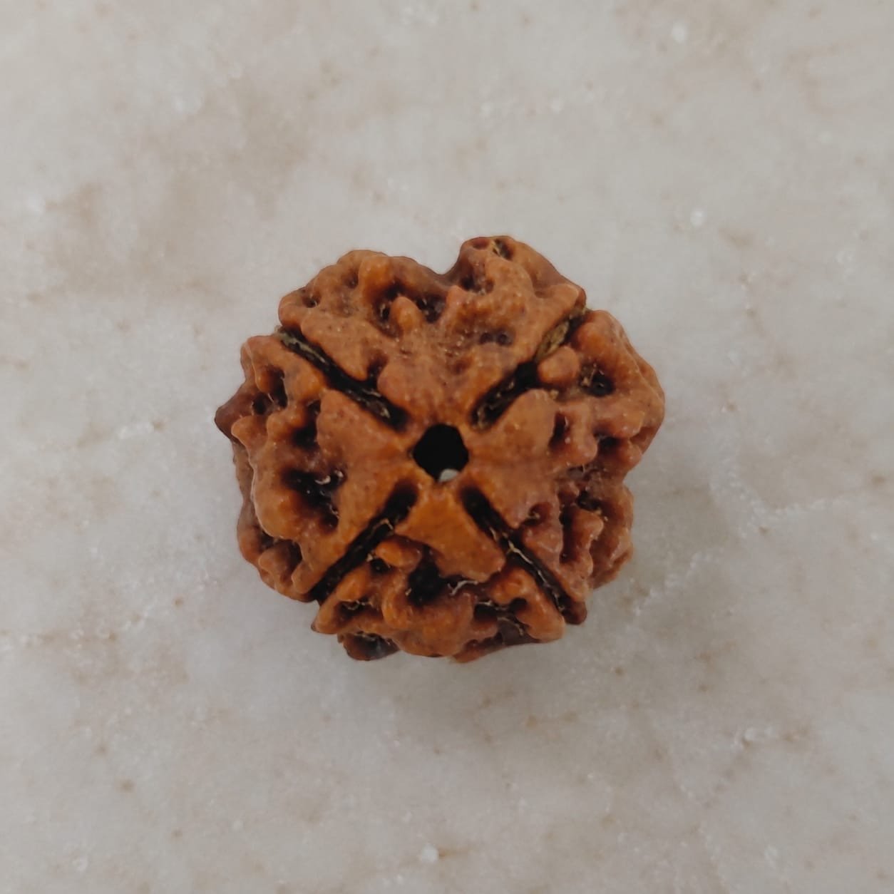 4 Mukhi Rudraksha