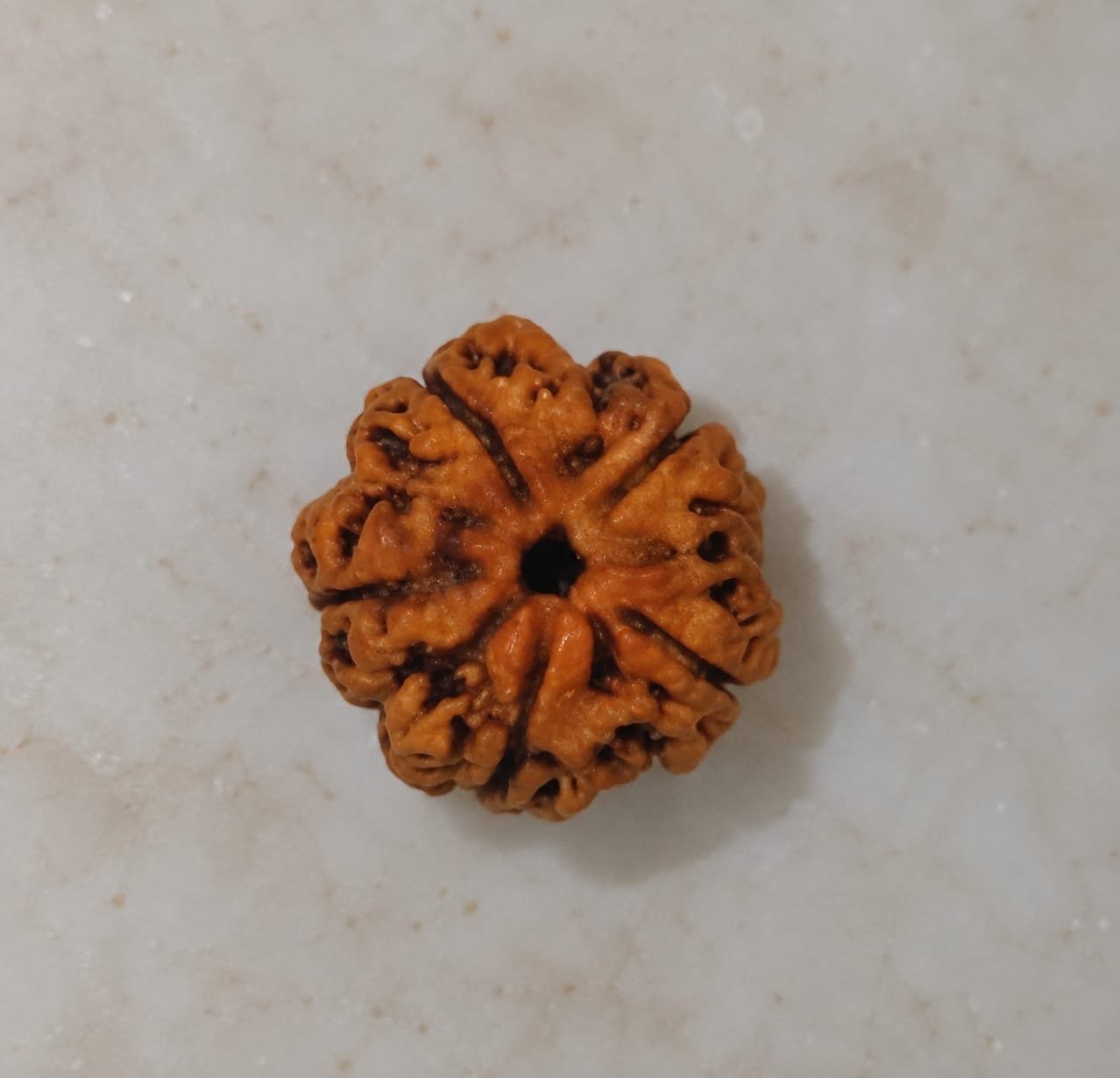 5 Mukhi Rudraksha