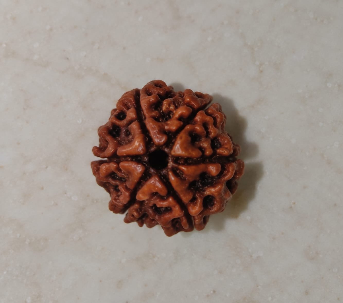 6 Mukhi Rudraksha