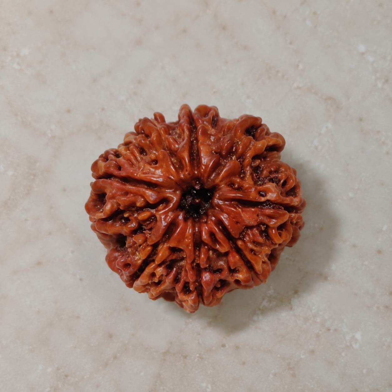 7 Mukhi Rudraksha