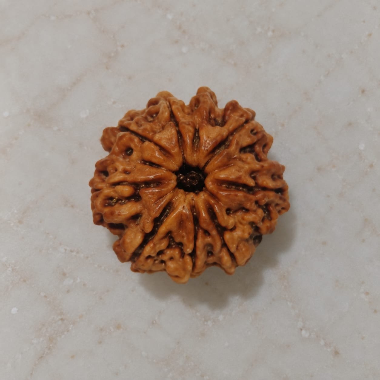 8 Mukhi Rudraksha