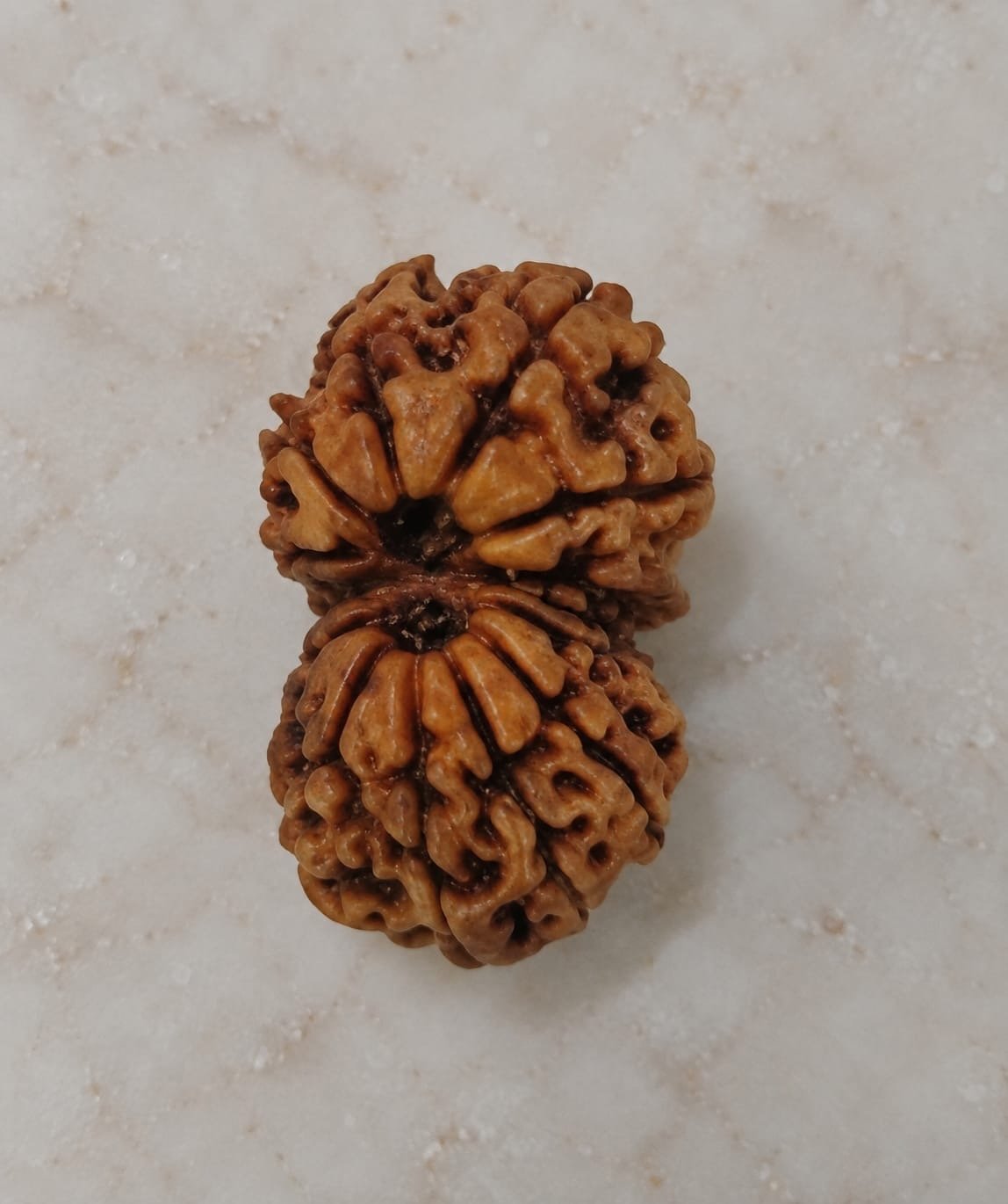 Gauri Shankar Rudraksha